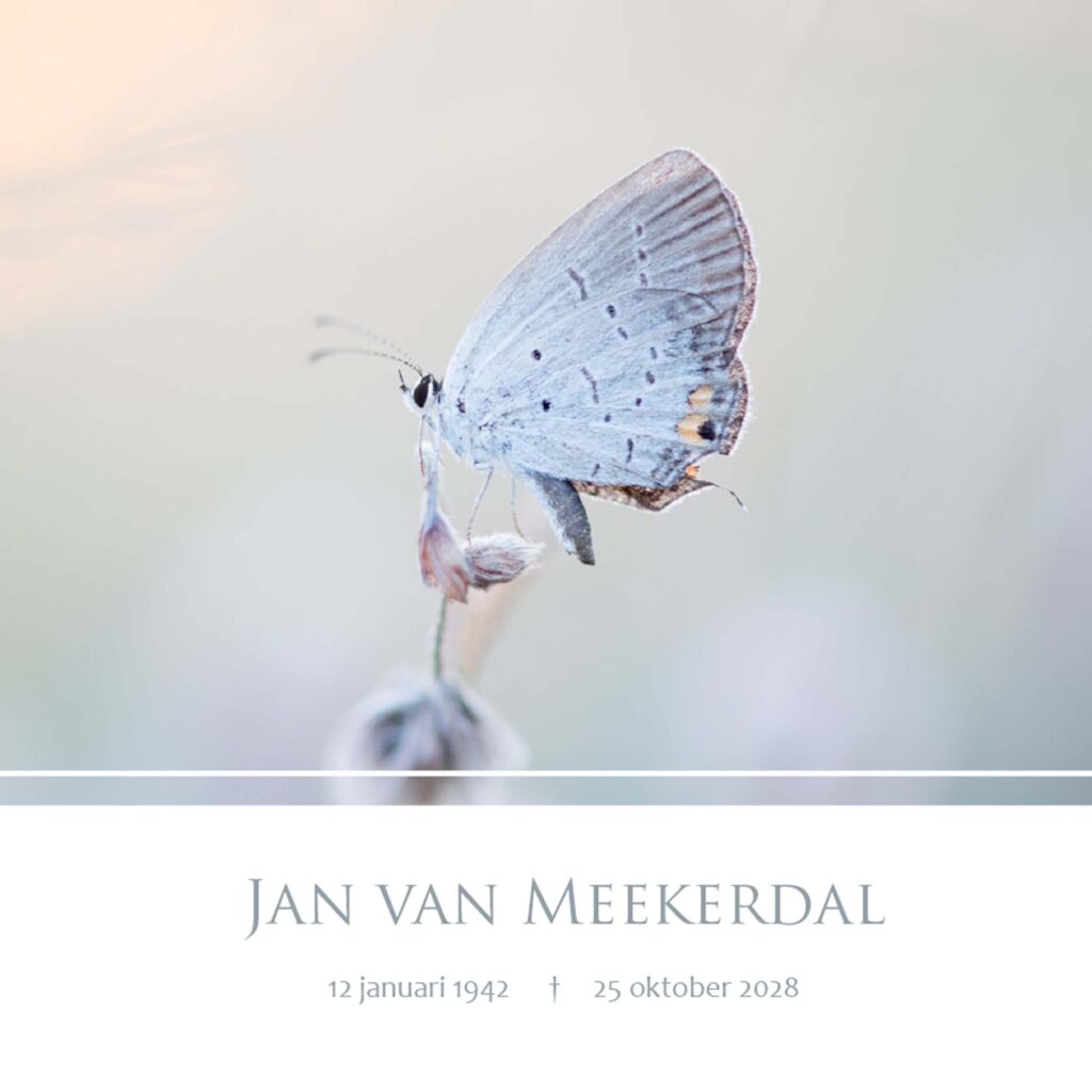 BLAUWE VLINDER 2021