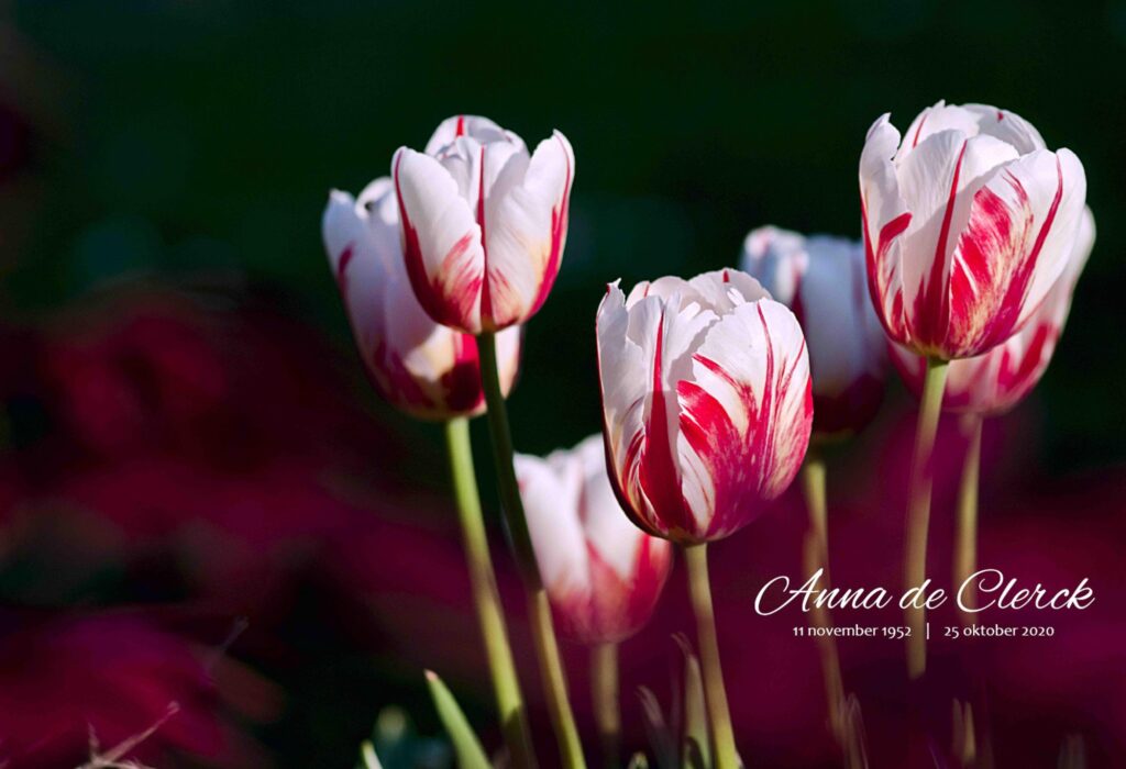 DONKERE TULPEN 2019