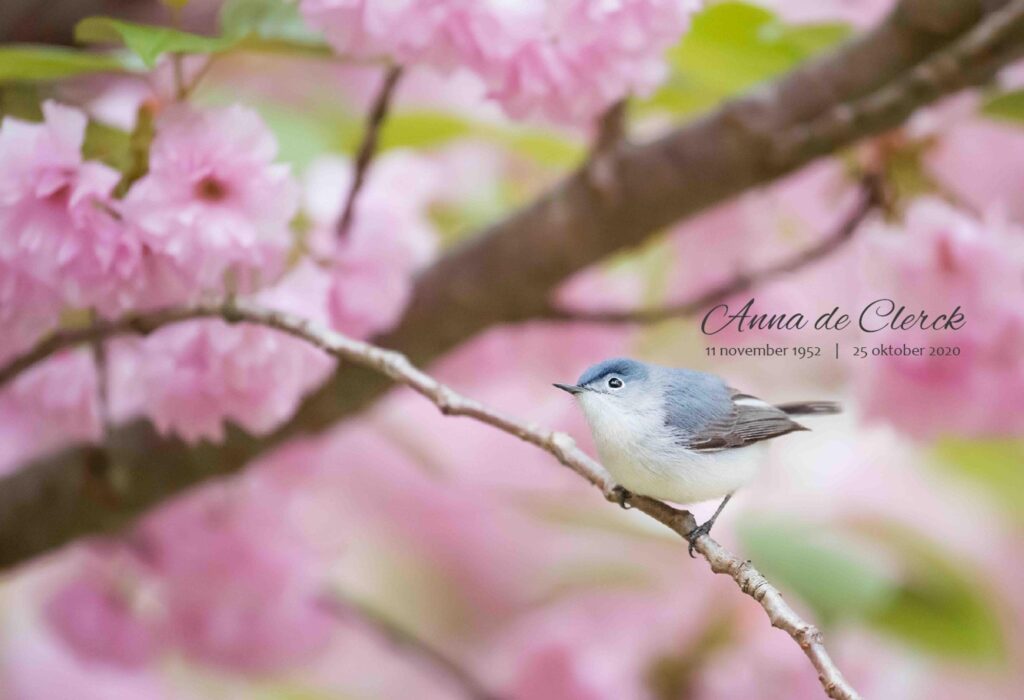 VOGEL ROZE 2019