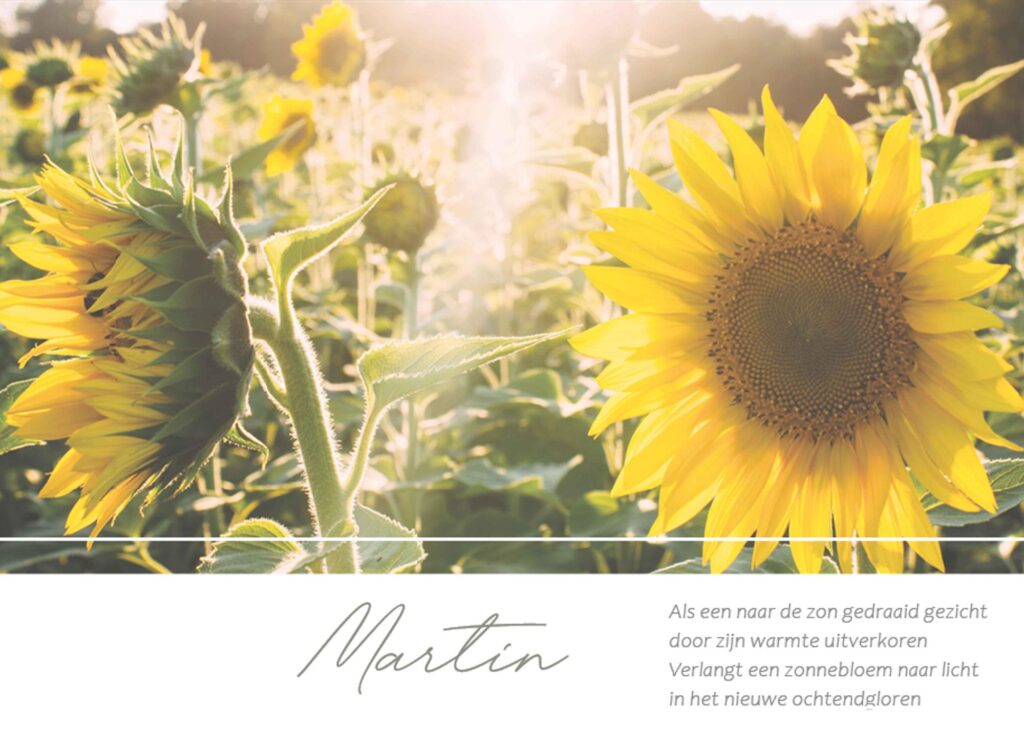 ZONNEBLOEMEN IN LICHT 2021
